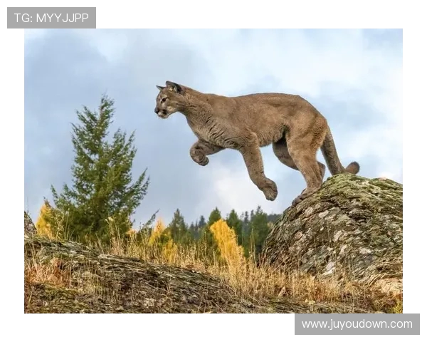 亚特兰特与美洲狮的激烈对决揭示足球战术与团队精神的完美结合